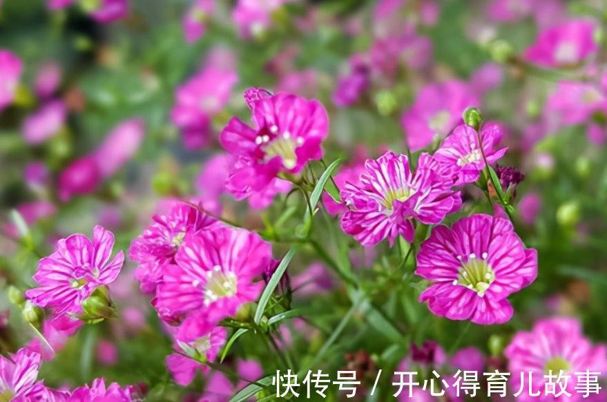 名字好听的15种花,你见过几个