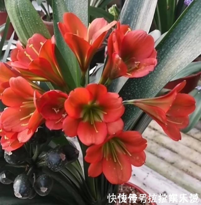 养护|想要君子兰长得好长得快,这4点一定要做足“功课”,不然长不好!