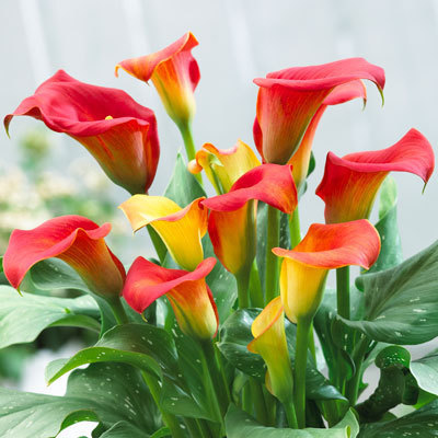 颜值担当,气质貌美,这样的彩色马蹄莲谁能不爱