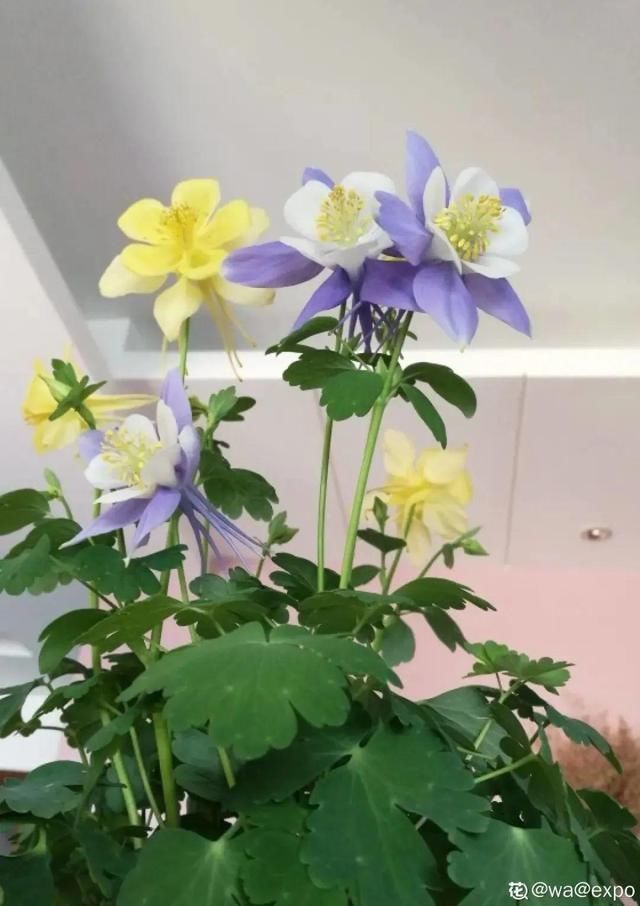 这花名字土掉渣,开花却特美,花期长达3个月