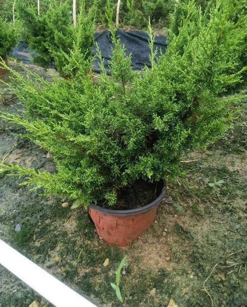 家里不能养的花,这3类绿植,白送都不要,危害巨大不建议养