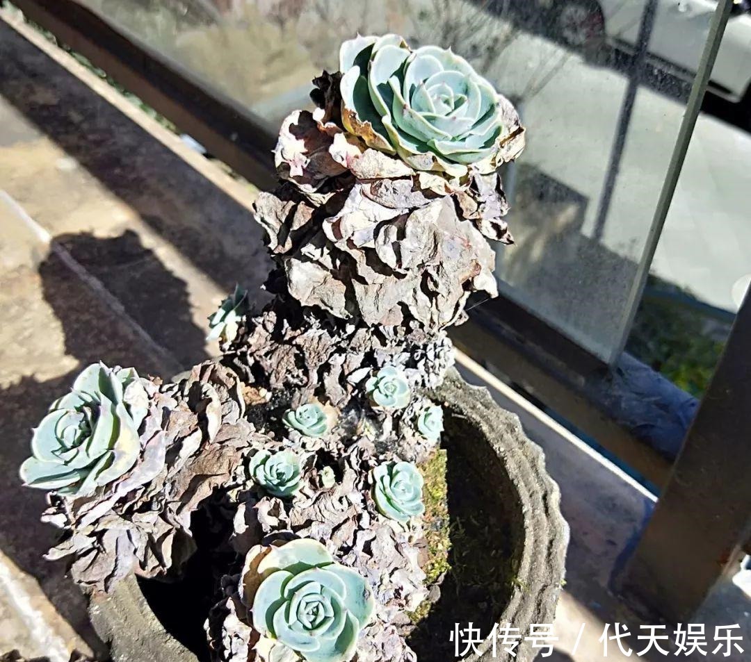 多肉就得懒人养，水越少越不管，呼呼爆出一大盆！