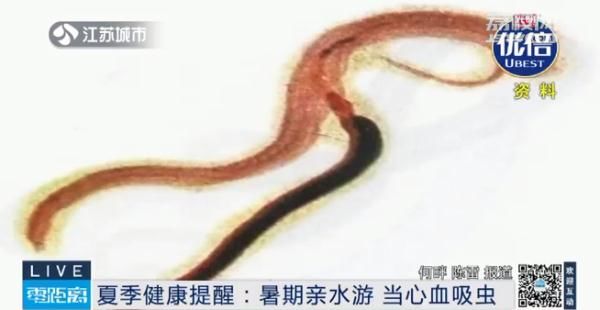血吸虫病|南京疾控发布重要提醒：注意防范！