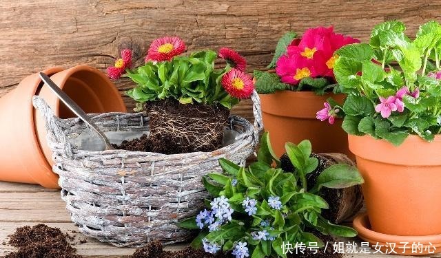 橡皮树|这4种花是天然“吸尘器”,阳台种一盆,灰尘去无踪!