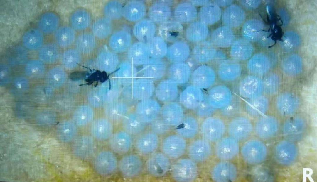 昆虫的变态分为