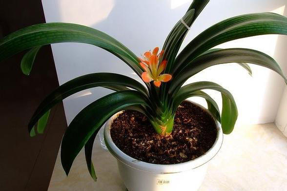 鸡蛋壳养花，少了这一步，难怪你的花不长个！