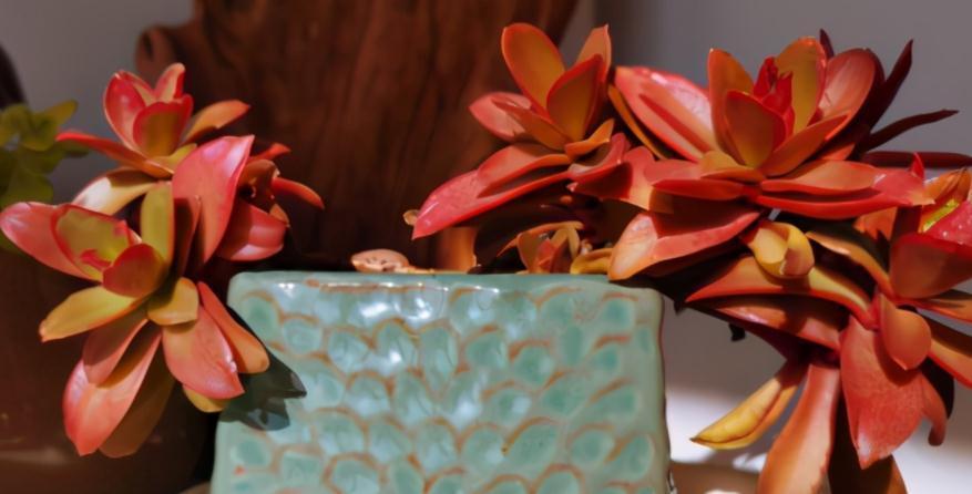 怎么将多肉火祭养得“红红火火”？注重这些技巧，不难