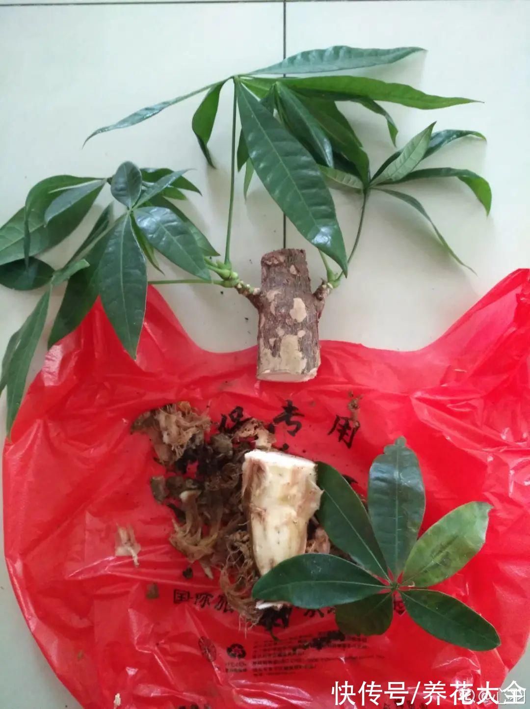 养花大棚倒闭,“贵货花”路边扔了一地,后悔没带个大麻袋