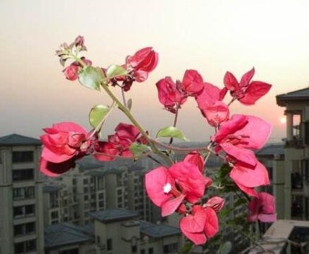 三角梅只长叶子不开花老花友教你一招,一次能开大半年