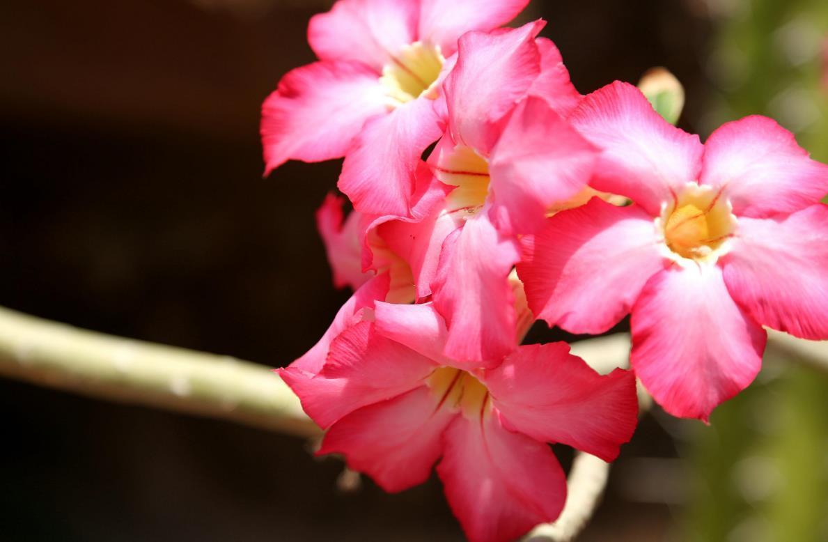 养花|喜欢三种花现在就要养花，不然天热了，就不好养了