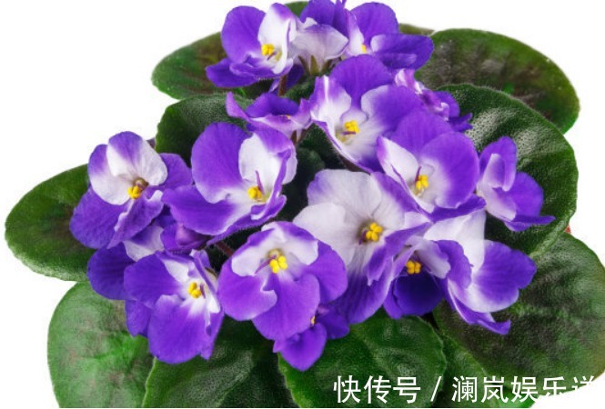 非洲|非洲堇养不好老农有“不死秘诀”，10天就爆盆，年年花开四季