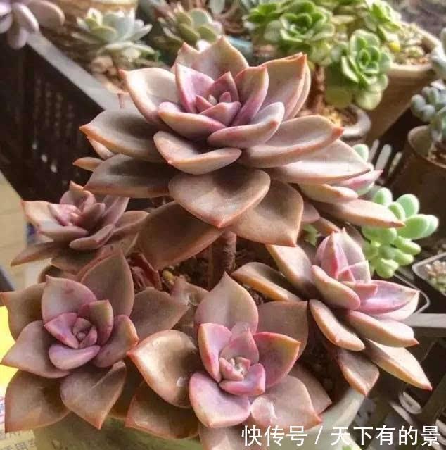 烂根|夏季喜欢养多肉，就养盆旭鹤吧，它属于夏型种，度夏没困难