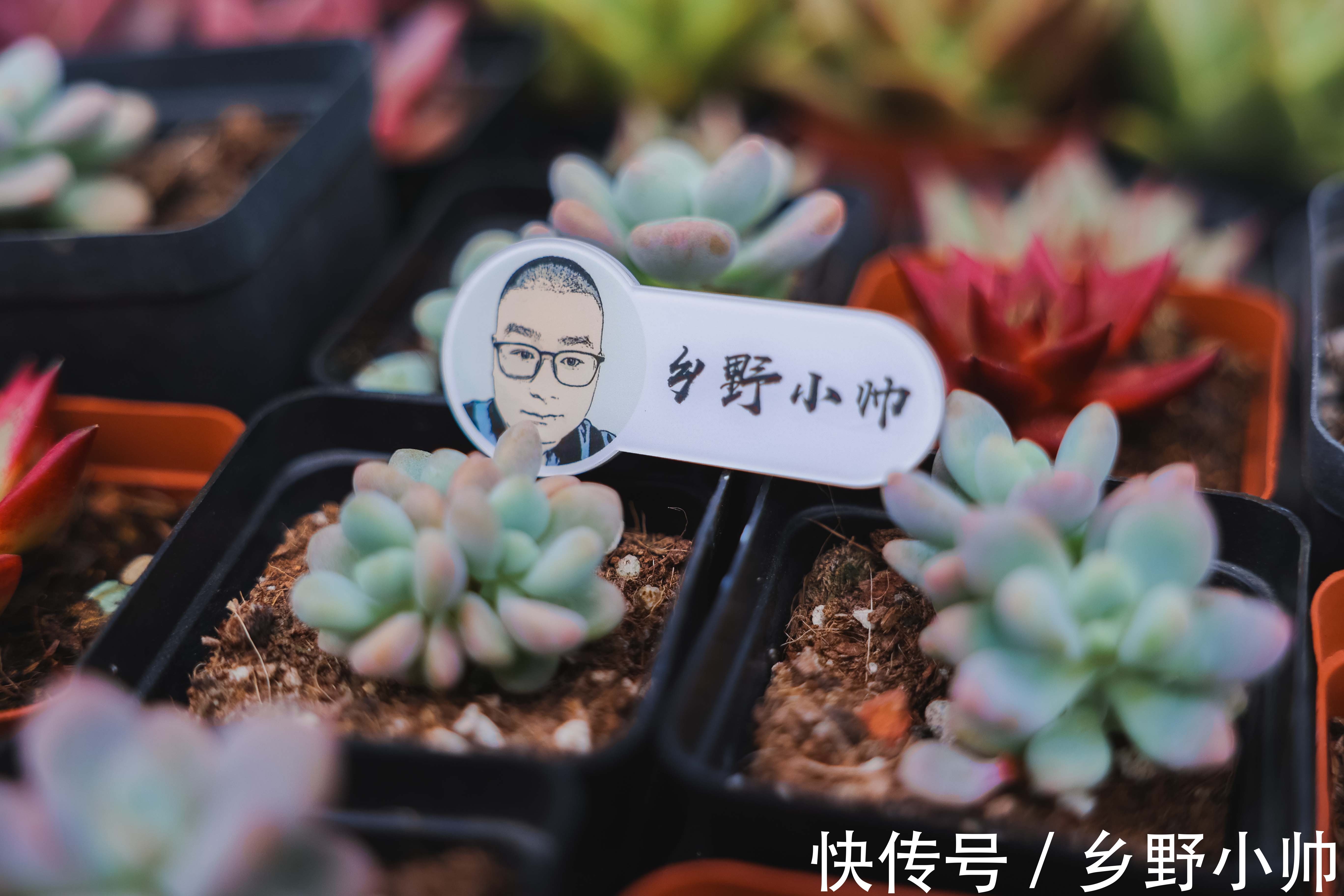 小帅|熬过了盛夏,迎来了初秋,养多肉自得其乐