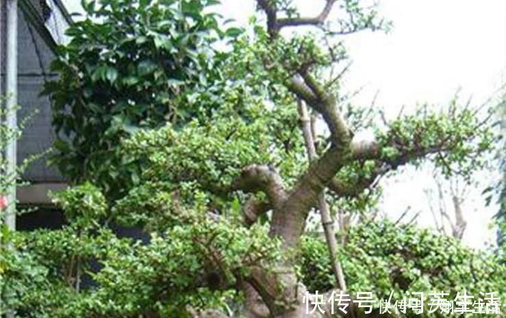 大妈养一株“象鼻”盆景,从没人要变“万元级”,才花3个月