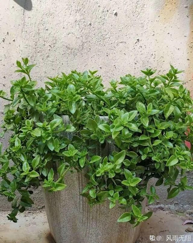 浇水|10种吊兰,耐阴又好看,叶子美得像一幅画