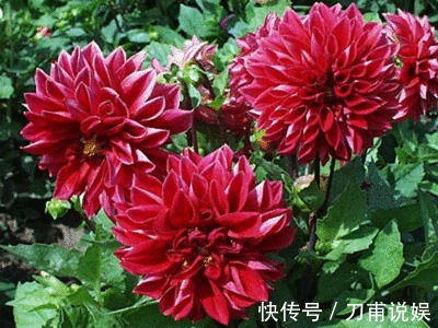 庭院爱养花卉,3种花卉不能少,养护花开满园,花园成花海,美丽