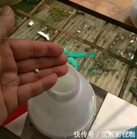 养花|吊兰黄叶“干尖”老花农说浇水少了1种“料”,连浇3次就变绿!