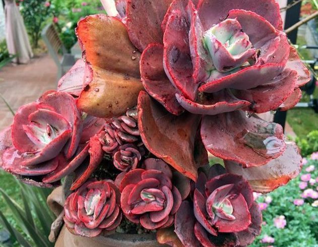 种植多肉植物这样选择植料和花盆,根系生长健壮,多肉长不停