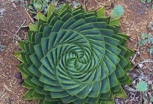 高山雪莲|一盆芦荟1万多,一棵能长50年,越老越值钱,你见过芦荟女王吗