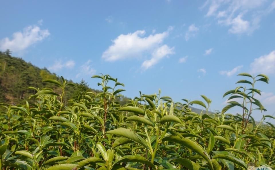 魅力|这里风景如画、草木成诗，“多彩”霍山向世人展现其迷人的魅力