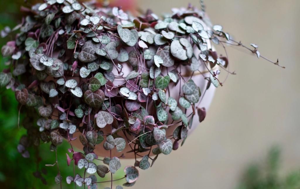 植物|适合吊起来养的植物，养几盆，家里美成花海