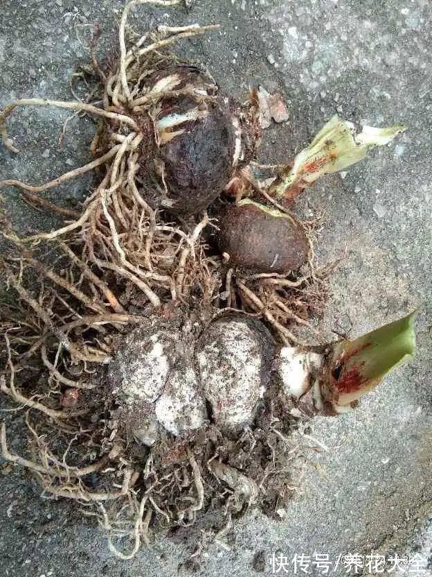 养花大棚倒闭,“贵货花”路边扔了一地,后悔没带个大麻袋