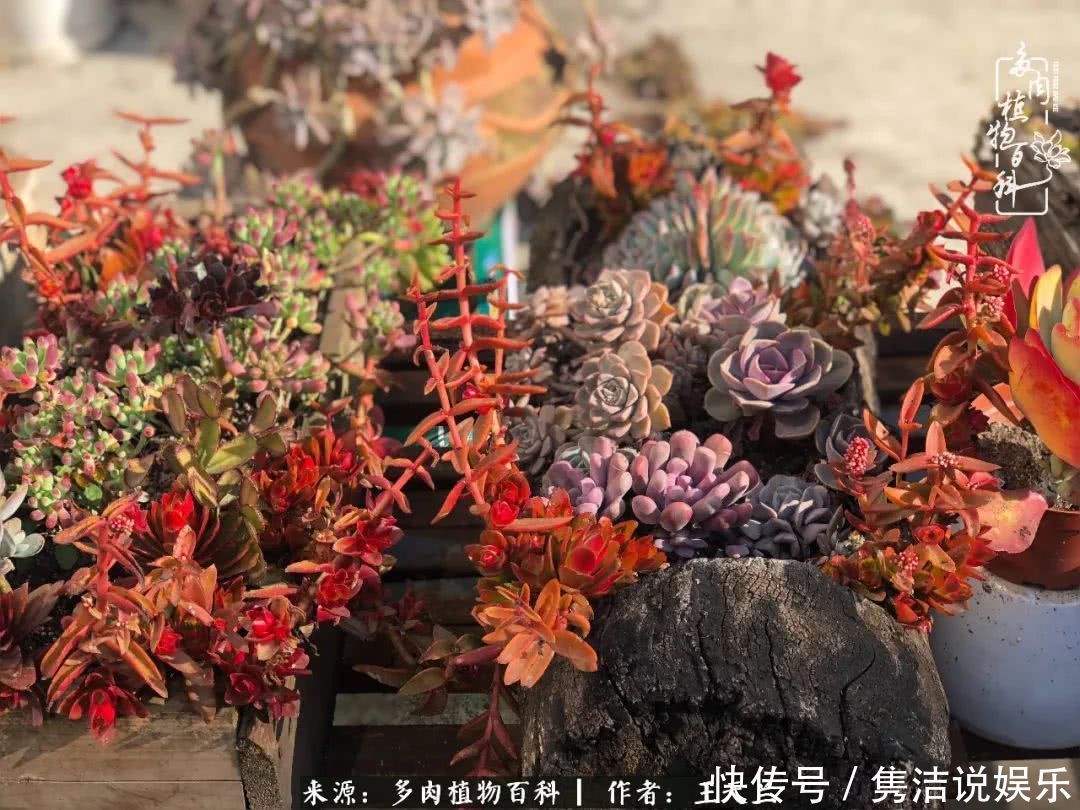 多肉遇上枯木木花盆，姑娘自己造！