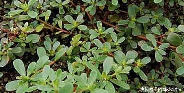 肝炎、肝硬化最怕“七种”食物,每天吃一点,让肝更健康