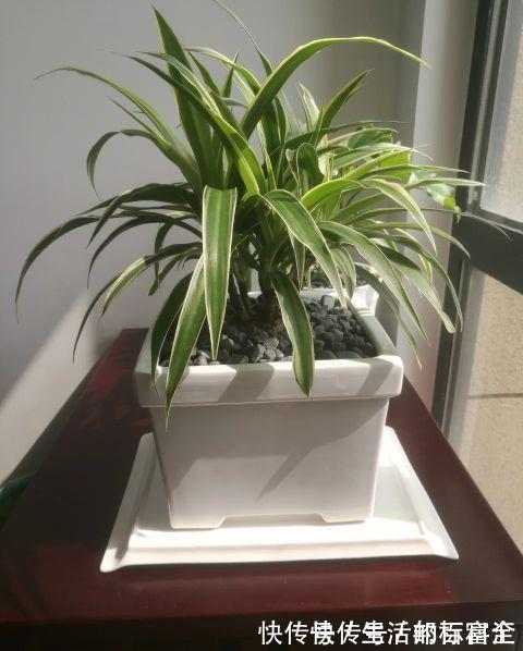 吊兰,虎皮兰都能养成老桩了,网友说,我不信