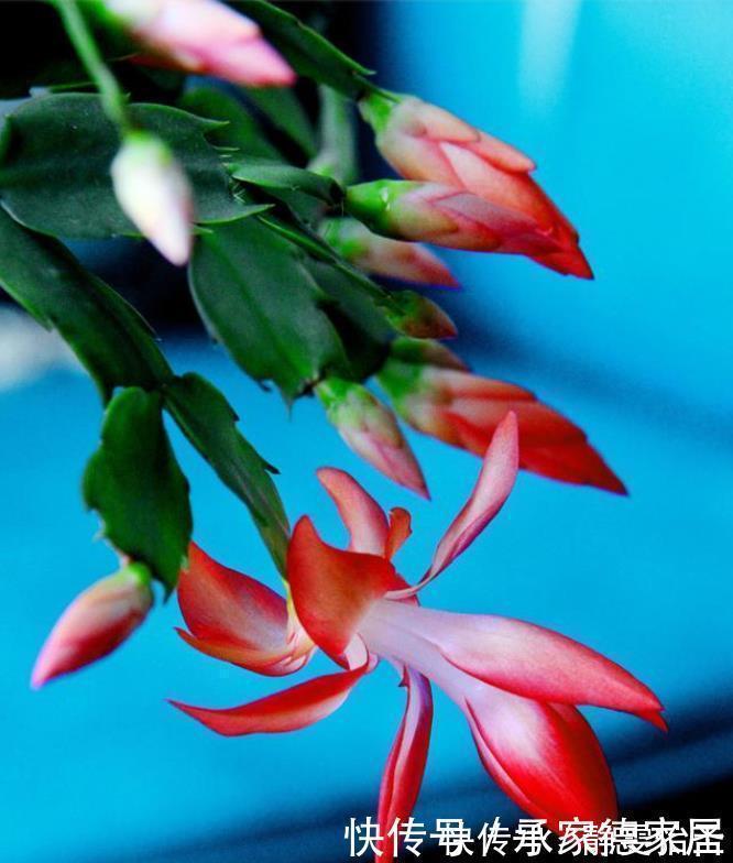 蟹爪兰开花期间，做好3个掐，开花多，复花快