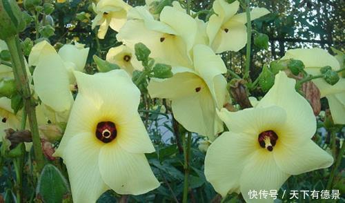 这花,花朵鲜艳价值高,能见到已经是福气,你见过没?