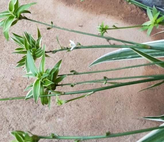 家养的吊兰，学会这“4步”，叶片硬朗，蹭蹭爆满盆！