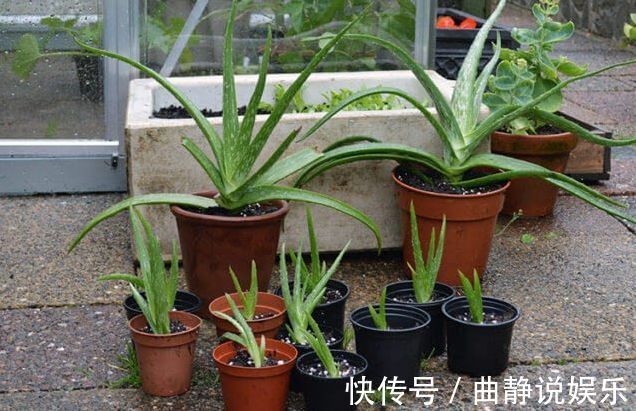 芦荟|养盆栽芦荟注意换盆移栽的6个事项,年年能分出10多盆
