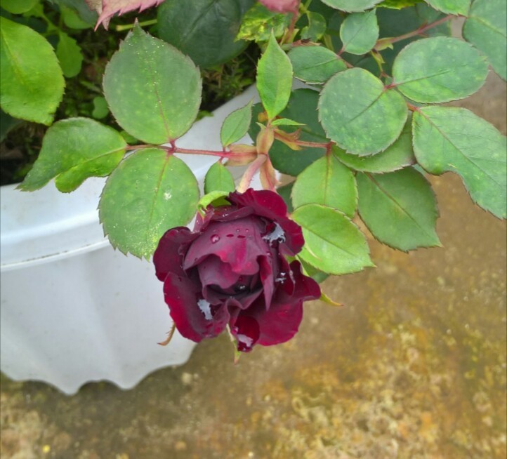 玫瑰花在花期施肥要点,玫瑰花全年施肥特点