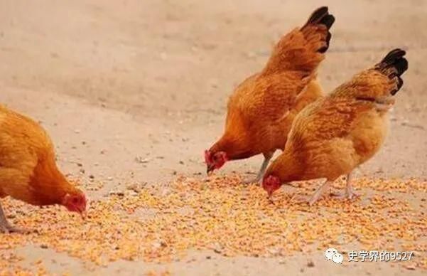 发展做出|民间常说“鸡是千日虫,再养就会穷”,究竟什么意思