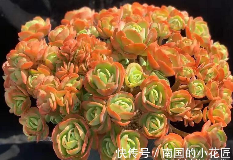 养多肉除了用陶粒垫底，我还用过其它7种东西，有一种很适合高盆