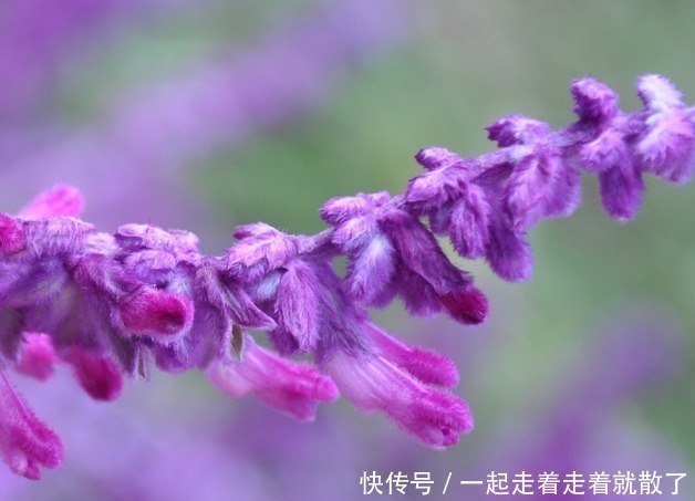 聚伞花序|此花是富有正义感的英雄花，花色极为罕见稀有，像根老鼠的小尾巴