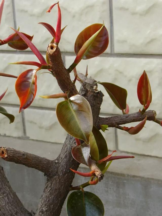 叶子|嫌花长的丑,趁现在砍头,满盆都是新叶子!