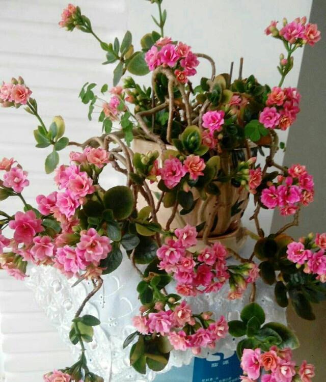 公认好养的“五种花”,漂亮又大气,还能养成老桩,越养越有价值