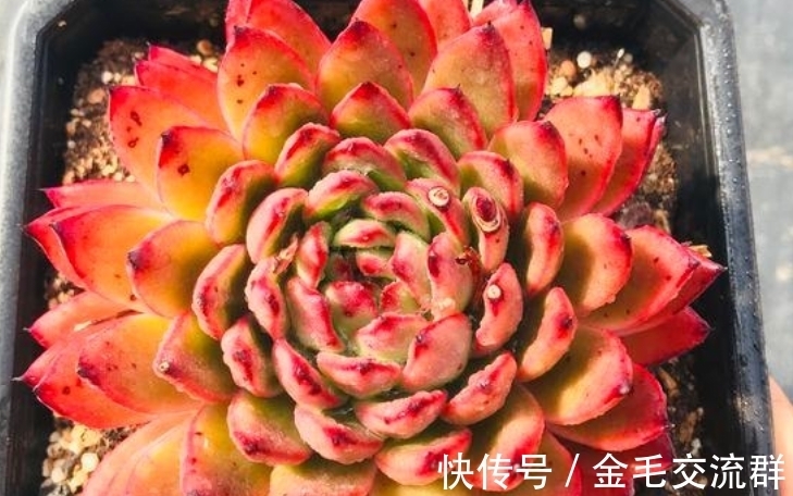 叠叶多肉非常有特色,是否想买一棵?建议你先了解它的来历再入手