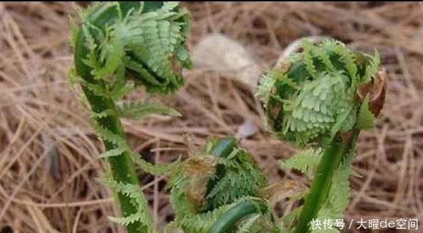 这种植物被称“野菜王”，比人参营养高，1斤卖50元，你吃过没