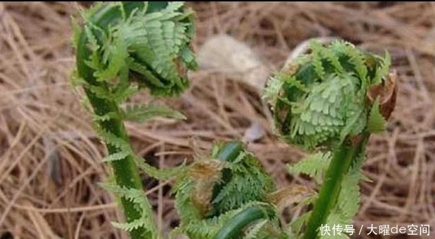 这种植物被称“野菜王”,比人参营养高,1斤卖50元,你吃过没