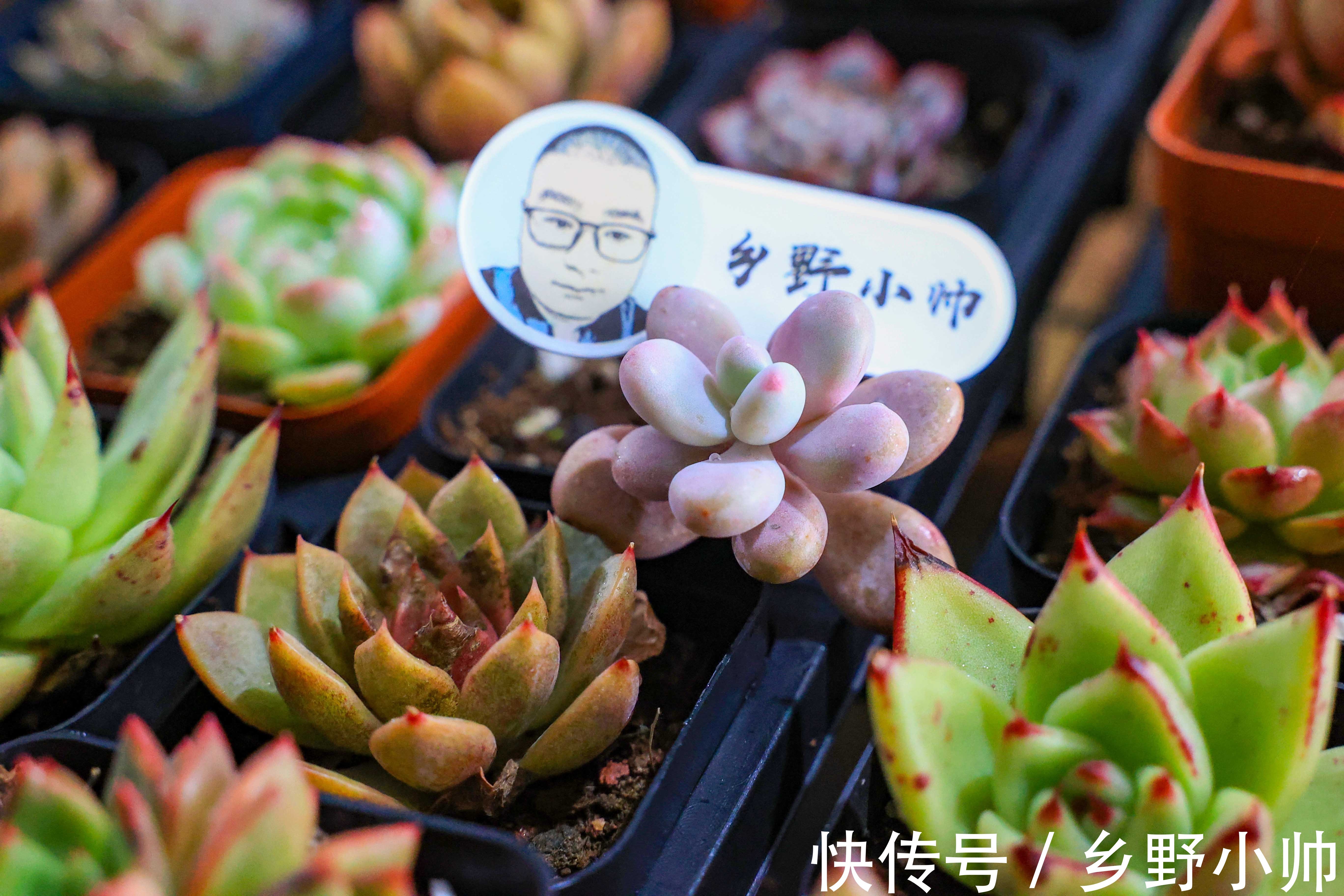 新手养多肉的几个误区，看看你犯了几个错。爱多肉的你别再错下去