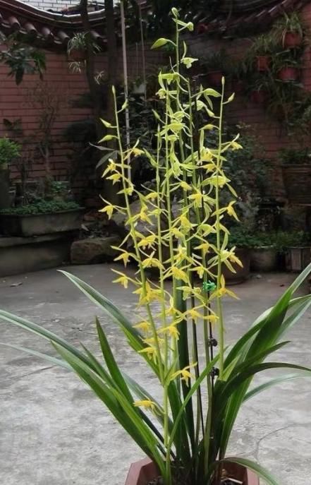 兰花养护｜给兰花花苞套袋有什么效用？是否真有效？