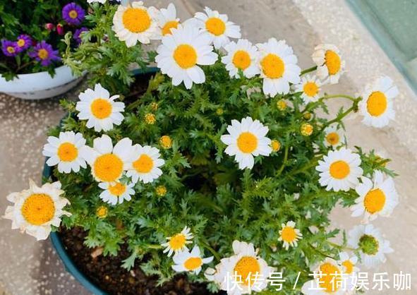 养花|新人养花想得心应手,需注重3个小技巧,掌握到位养啥花都不难