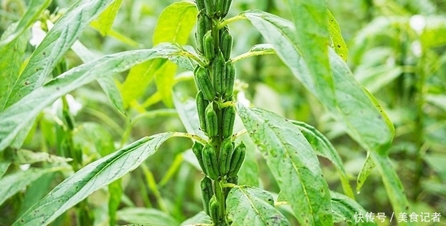 治疗|路边抓了一把野草,回家用来治疗肝硬化,肝好后高兴坏了