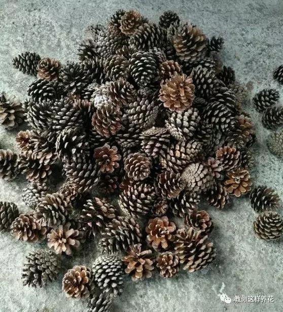 老花农的一勺油，君子兰居然叶片肥绿，爆盆开花！