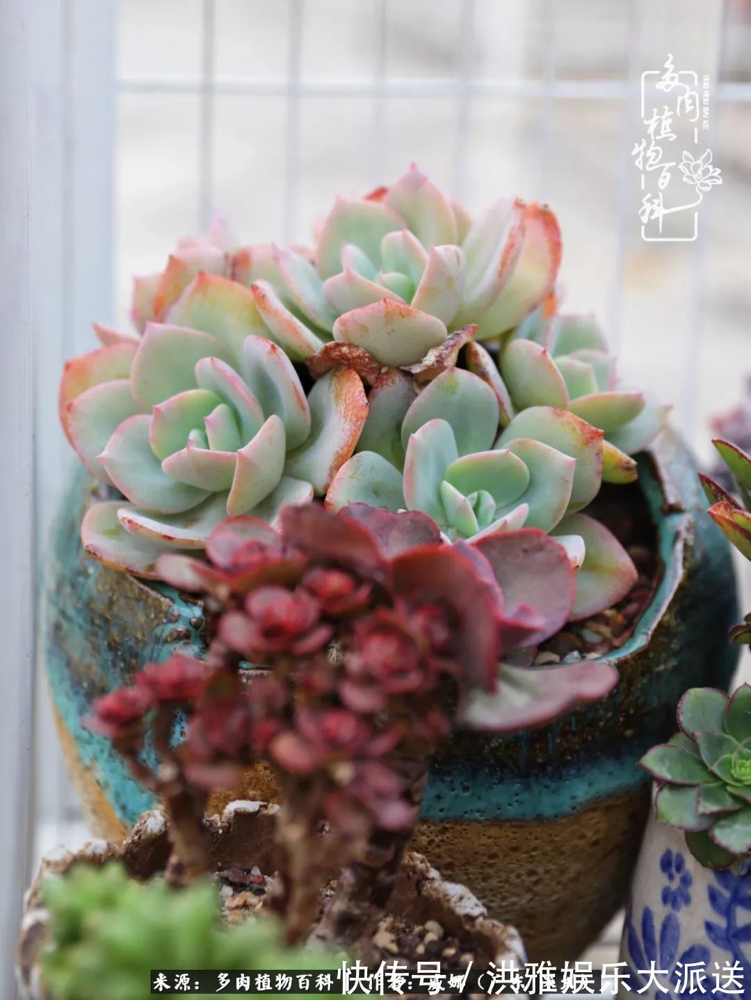 橙梦露|笼子里露养的多肉,越养越美!有多肉的日子伴着小确幸!