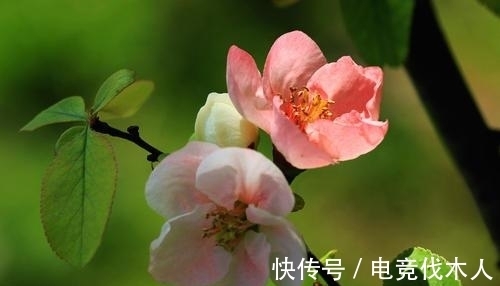 精工@李清照的一首佳作,情深意浓,精工自然,令人感动不已