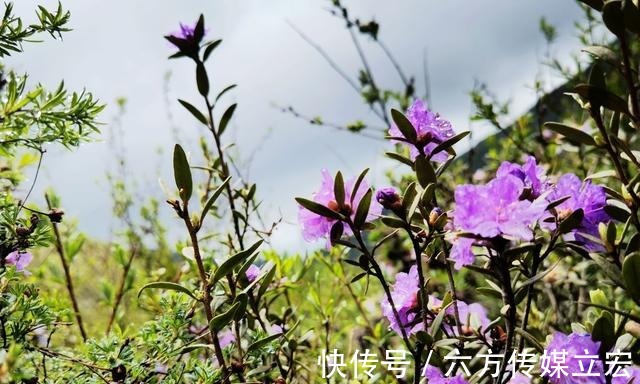 杜鹃花|青海夏季的山坡是这么的美丽，杜鹃花是最好的花